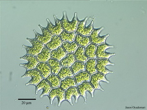 Pediastrum boryanum